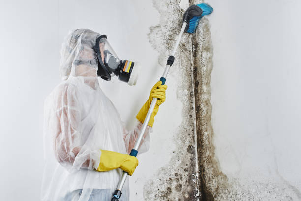 Trusted Fox Farm College, WY Mold Remediation Experts