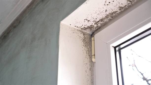 Best Kitchen Mold Remediation in Fox Farm College, WY