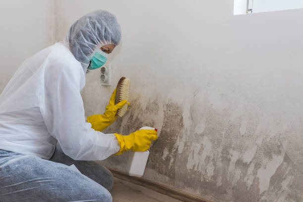 Best Preventive Mold Services in Fox Farm College, WY