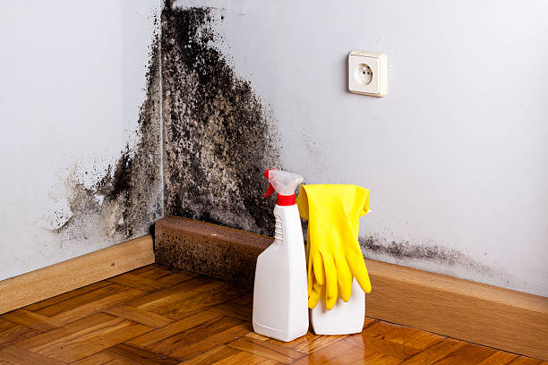 Best Preventive Mold Services in Fox Farm College, WY